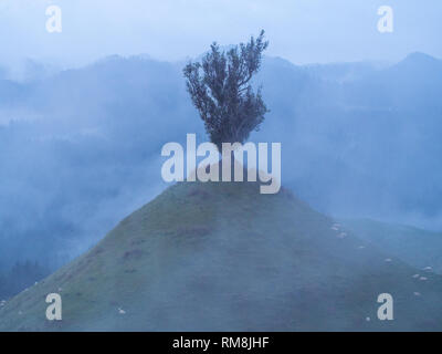 Un solitario albero solitario, sulla sommità di una collina conica, un giorno di nebbia, Parapara autostrada, Whanganui, Nuova Zelanda Foto Stock