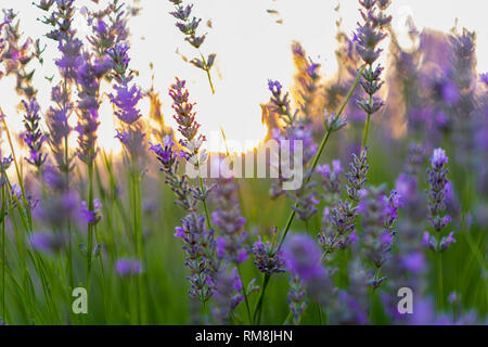 Fuoco morbido di fiori di lavanda sotto la luce dell'alba. Provenza, Francia Foto Stock