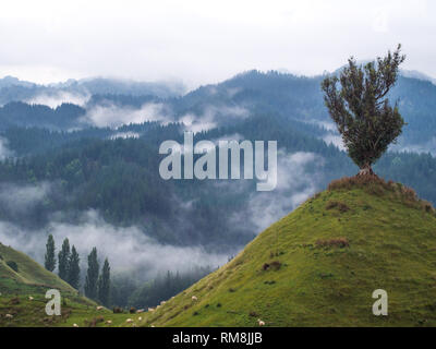 Un solitario albero solitario, sulla sommità di una collina conica, di nebbia che salgono dal Forest Hills, Parapara autostrada, Whanganui, Nuova Zelanda Foto Stock