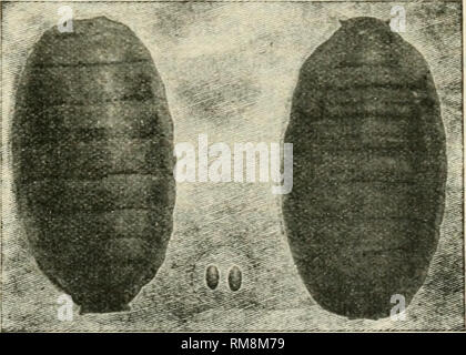 . Relazione annuale del Commissario per l'agricoltura ... Agricoltura -- New York (stato). TiiK (^iiKHKY Fruit-Fly. 33 JPossiBLE Natukal Foud-Plants dell'insetto. Se questo frutto di ciliegio-fly risulta essere il ben noto apple-mag- got fly, allora ovviamente la sua nativa o cibo originale-pianta è haw- thorn. Ma se questo nuovo cherry pest è Bhagoletis cingulata, o alcuni altri insetti di tlie apple verme, quindi dobbiamo guardare alle specie autoctone di ciliegie selvatiche, o eventualmente di prugne selvatiche, e anche per le specie di Berheris Lonicera e per la sua naturale cibo-piante. Il xatter piante sono indicate come Foto Stock