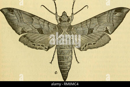 . Relazione annuale - Società Entomologica di Ontario. Società Entomologica di Ontario; pesti di insetto -- periodici; insetti -- Ontario periodici. ?????" Io ho&lt;rcn'"^-^'"'' La Sfinge Achemon (Philampelus achemon).. SFig. 42. Nella nostra relazione per il 1872 abbiamo pubblicato una descri- zione di questo insetto che è una molto bella e affascinante creatura nella perfetta o moth stato (Fig. 42), e una molto strano oggetto guardando come si vede nella condizione larvale. Molto recentemente il dott. John H. Gamier, di fortuna- ora, Ont., ha scritto di noi in riferimento a questo insetto, che egli ha trovato di ferire la sua uva v Foto Stock