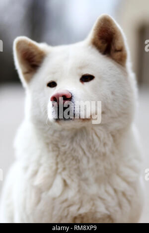 Outdoor close up ritratto di un giapponese Akita inu cane Foto Stock