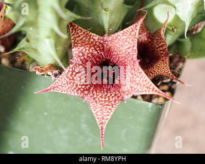 Huernia fiore che sboccia in inverno Foto Stock