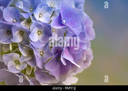Primo piano di ortensie blu fiori in sfondo naturale. Riempire il vostro cuore con la gioia della molla Foto Stock