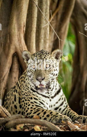 Jaguar, Panthera onca, Pantanal, Mato Grosso, Brasile Foto Stock