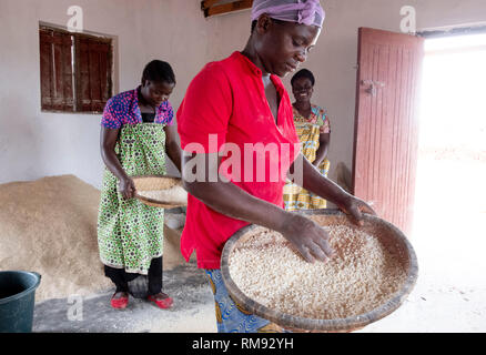 La sbramatura grano in Dzaleka, Dowa, Malawi Foto Stock