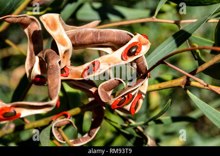 Red-eyed graticcio (Acacia cyclops) capsule di seme Foto Stock