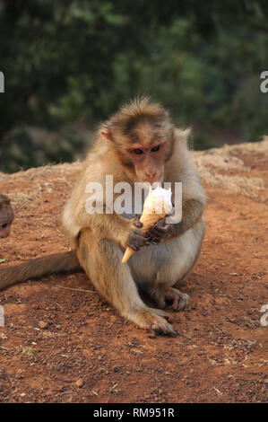 Monkey a mangiare il gelato, Panchgani, Maharashtra, India, Asia Foto Stock