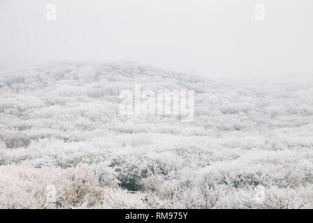 Nevoso inverno montagna Hallasan 1100 highland in Jeju Island, Corea Foto Stock