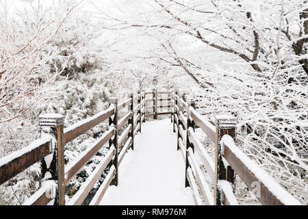 Nevoso inverno montagna Hallasan 1100 highland in Jeju Island, Corea Foto Stock