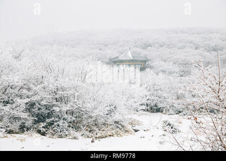 Nevoso inverno montagna Hallasan 1100 highland in Jeju Island, Corea Foto Stock