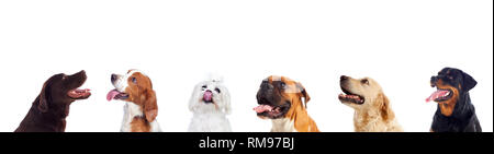 Diversi cani guardando la telecamera isolata su uno sfondo bianco Foto Stock