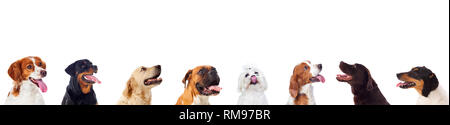 Diversi cani guardando la telecamera isolata su uno sfondo bianco Foto Stock