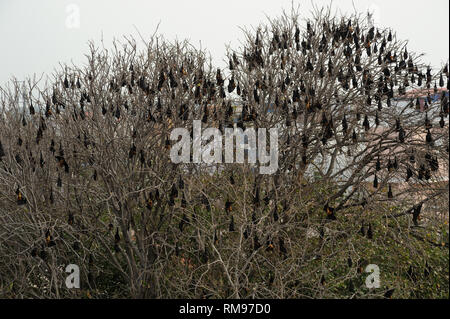 I pipistrelli appesi sugli alberi, Kanyakumari, Tamil Nadu, India, Asia Foto Stock