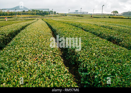 Osulloc tè verde nel campo dell'Isola di Jeju, Corea Foto Stock