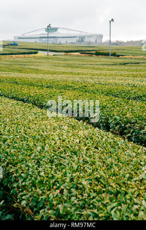 Osulloc tè verde nel campo dell'Isola di Jeju, Corea Foto Stock