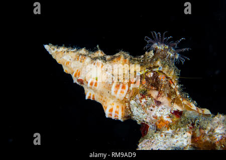 Ginocchio scuro granchio eremita, Dardano lagopodes, con anemone sul guscio, TK1 sito di immersione, Lembeh Straits, Sulawesi, Indonesia Foto Stock