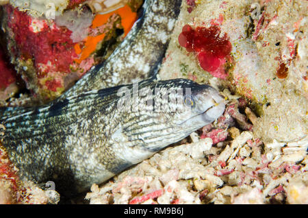 Bloccate le anguille, Echidna polyzona, immersione notturna, Coral Cliff sito di immersione, off Alor, Indonesia, Oceano Indiano Foto Stock