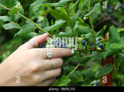 Blueberry Farm Foto Stock