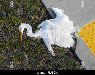 Un Airone bianco maggiore (Ardea alba) giace morto al ciglio della strada dopo essere stato colpito da un auto nel sud della Florida, Stati Uniti d'America. L'uccello è identificato dal suo piume bianche, orangish becco giallo e nero gambe e piedi. Nella vita si erge fino a 3,3 piedi (1 metro) alta. Un governo road-kill studio stima che più di 60 milioni di uccelli sono uccisi dalle automobili ogni anno negli Stati Uniti. L'Airone bianco maggiore è il simbolo della National Audubon Society, che è stata dedicata alla protezione e conservazione degli uccelli fin dal 1905 ed è una delle più antiche organizzazioni di conservazione in Nord America. Foto Stock