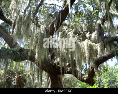 Long feathery sarmenti da una pianta vivente chiamata muschio Spagnolo (Tillandsia usneoides) pendono da un vecchio albero di quercia nel sud della Florida, Stati Uniti d'America. Il nome è ingannevole perché muschio Spagnolo non è un muschio ma un bromeliad-a erbe perenni nella famiglia di ananas. È anche un epifite, il che significa che questo nonparasitic pianta ottiene i suoi nutrienti e di umidità dall'aria e pioggia, non dall'albero che supporta. Foto Stock