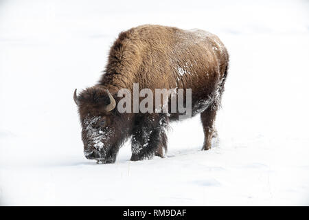 I bisonti americani (Bison bison) a Yellowstone la neve invernale Foto Stock