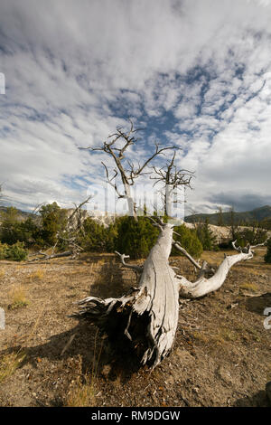 WY03490-00...WYOMING - morti e di giovani alberi viventi in alto Mammoth Hot Springs area del Parco Nazionale di Yellowstone. Foto Stock