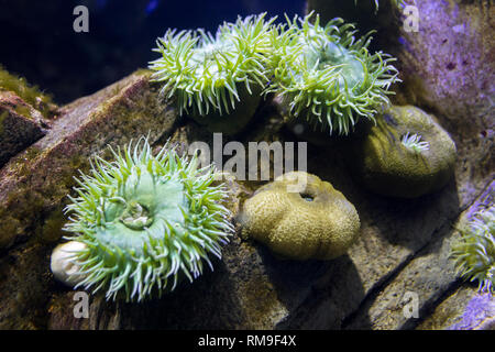 Anemoni a Ripley's acquario, a Toronto in Canada. Nel mondo subacqueo sono animali predatori dell'ordine Actiniaria Foto Stock