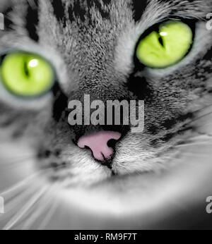 Ritratto di green-eyed cat Foto Stock