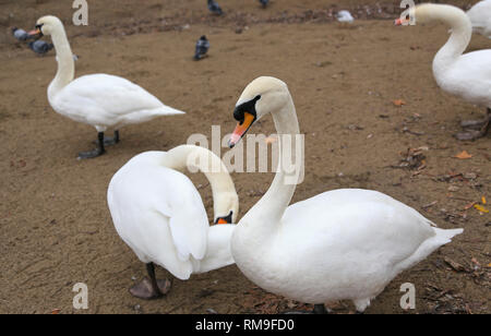 Cigni bianchi in piedi su Sfondo sabbia Foto Stock