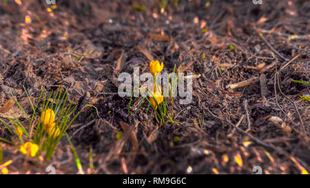 Crocus è un genere dalla famiglia Iridaceae, che comprende 90 specie Foto Stock