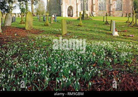 Bucaneve, Galanthus nivalis, in un paese di lingua inglese sagrato a Shelton, Norfolk, Inghilterra, Regno Unito, Europa. Foto Stock