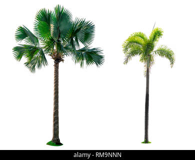 Manila palm, Natale Palm tree (Veitchia merrillii (Becc.) S.E. Moore ) e fan di palma (Corypha umbraculifera) isolato su sfondo bianco. Estate Foto Stock