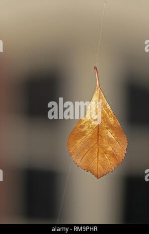 Autumn Leaf appeso su una spider net filo di seta Foto Stock