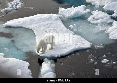 Archiviato - 14 agosto 2015, ---, -: un orso polare si erge su un glaçon nell'Oceano Artico. C'è meno il ghiaccio nel Circolo Polare Artico questo inverno. Gli orsi polari dunque guardare a terra per il cibo. La gente in Russia settentrionale sono spaventato. (A dpa " orso polare sveglia a causa dei cambiamenti climatici - Pericoloso gli ospiti dell'Oceano Artico' del 14.02.2019) Foto: Ulf Mauder/dpa Foto Stock