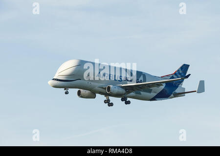 Broughton, Flintshire, Regno Unito. 14 febbraio 2019. Il nuovo Airbus A330-743l piano di trasporto noto come Airbus Beluga XL rende di avvicinamento finale a terra alla Hawarden Airport. L'aeroporto è adiacente alla fabbrica di Airbus nella periferia di Chester e questa è la prima visita del piano alla fabbrica dove rimarrà fino a sabato. Il Beluga XL è progettato per il trasporto di ali di aerei e ha il 30% in più di capacità di carico rispetto alla corrente il Beluga. Credito: Andrew Paterson/Alamy Live News Foto Stock