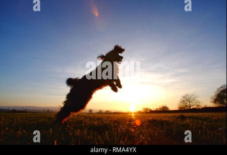 Mature, East Sussex, Regno Unito. 14 febbraio 2019. Un cocker spaniel cattura la riproduzione al termine di una gloriosa giornata di sole in East Sussex. © Peter Cripps/Alamy Live News Foto Stock