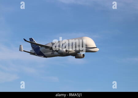 Airbus Beluga XL, Hawarden Airport, Deeside, Wales, Regno Unito giovedì 14 febbraio 2019. Il nuovo Airbus super-transporter Beluga terre XL a Hawarden Airport North Wales per la prima volta. Credito: Mike Clarke/Alamy Live News Foto Stock