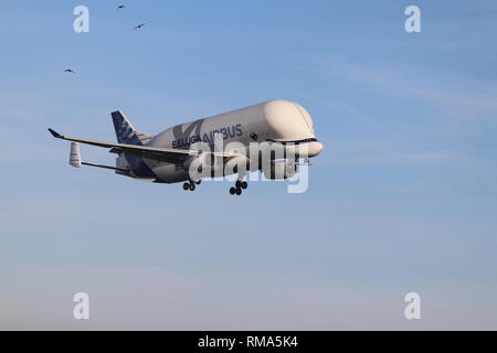 Airbus Beluga XL, Hawarden Airport, Deeside, Wales, Regno Unito giovedì 14 febbraio 2019. Il nuovo Airbus super-transporter Beluga terre XL a Hawarden Airport North Wales per la prima volta. Credito: Mike Clarke/Alamy Live News Foto Stock