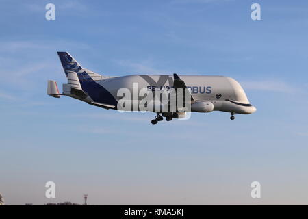 Airbus Beluga XL, Hawarden Airport, Deeside, Wales, Regno Unito giovedì 14 febbraio 2019. Il nuovo Airbus super-transporter Beluga terre XL a Hawarden Airport North Wales per la prima volta. Credito: Mike Clarke/Alamy Live News Foto Stock