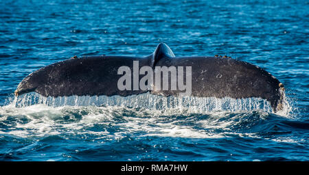 Pinna caudale del possente Humpback Whale (Megaptera novaeangliae). Foto Stock