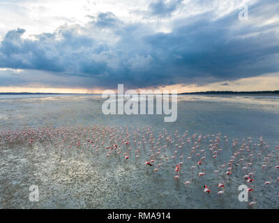 Antenna di flamboyance di rosa fenicottero maggiore (Phoenicopterus roseus) a Limassol Salt Lake, Cipro Foto Stock