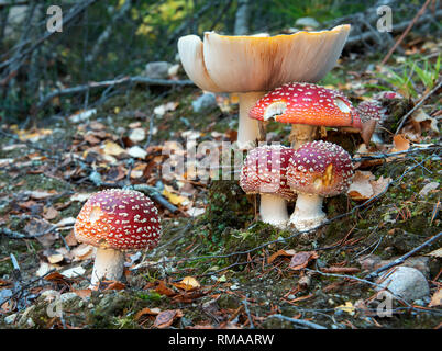 Fly-agarics in autunno foresta . Foto Stock