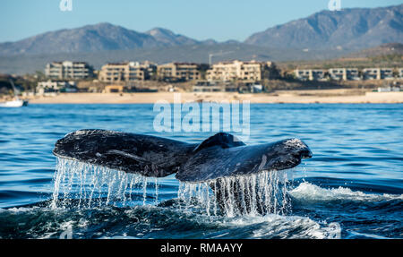 Pinna caudale del possente Humpback Whale (Megaptera novaeangliae). Foto Stock