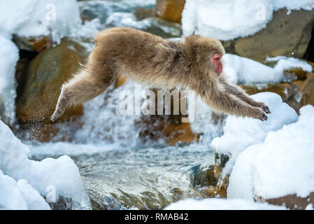 Macaque giapponese in salto. Macaque salti attraverso una sorgente calda naturale. Stagione invernale. I giapponesi macaque, nome scientifico: Macaca fuscata, anche noto Foto Stock