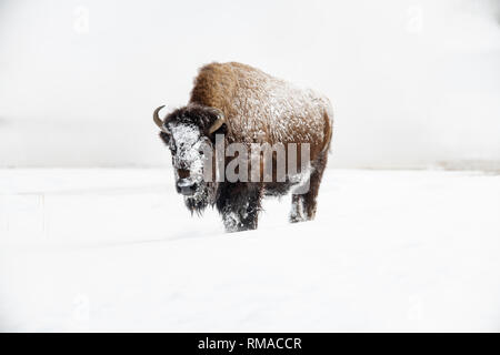 I bisonti americani (Bison bison) a Yellowstone la neve invernale Foto Stock