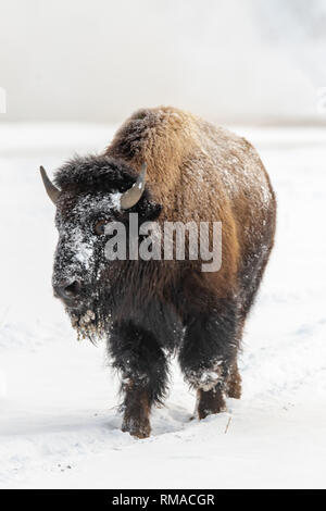 I bisonti americani (Bison bison) a Yellowstone la neve invernale Foto Stock