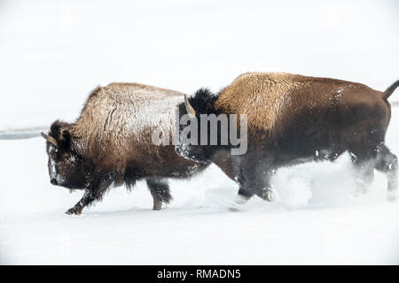 I bisonti americani (Bison bison) a Yellowstone la neve invernale Foto Stock