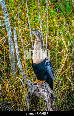 Una femmina grande Anhinga a Miami in Florida Foto Stock