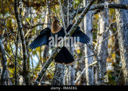 Una femmina grande Anhinga a Miami in Florida Foto Stock